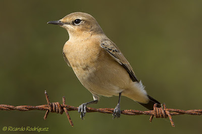 Còlit gris (Oenanthe oenanthe)