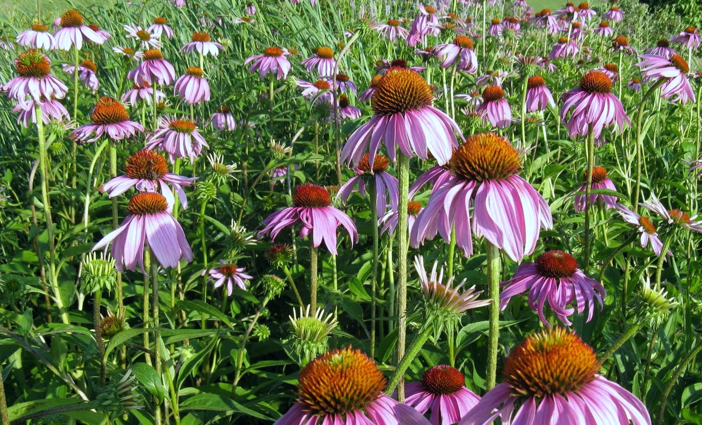 purple coneflower companion plants purple coneflower companion plants