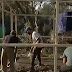 Μετανάστες χτίζουν σπίτια σε δάσος της Σάμου: «Παίρνουμε υλικά από την πόλη»  