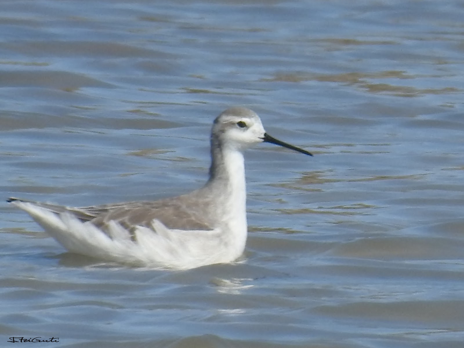 Surcando los Cielos Falaropo Tricolor Phalaropus tricolor