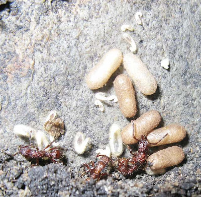 Nest of Gnamptogenys costata ant showing queen, workers, eggs, larvae and pupae