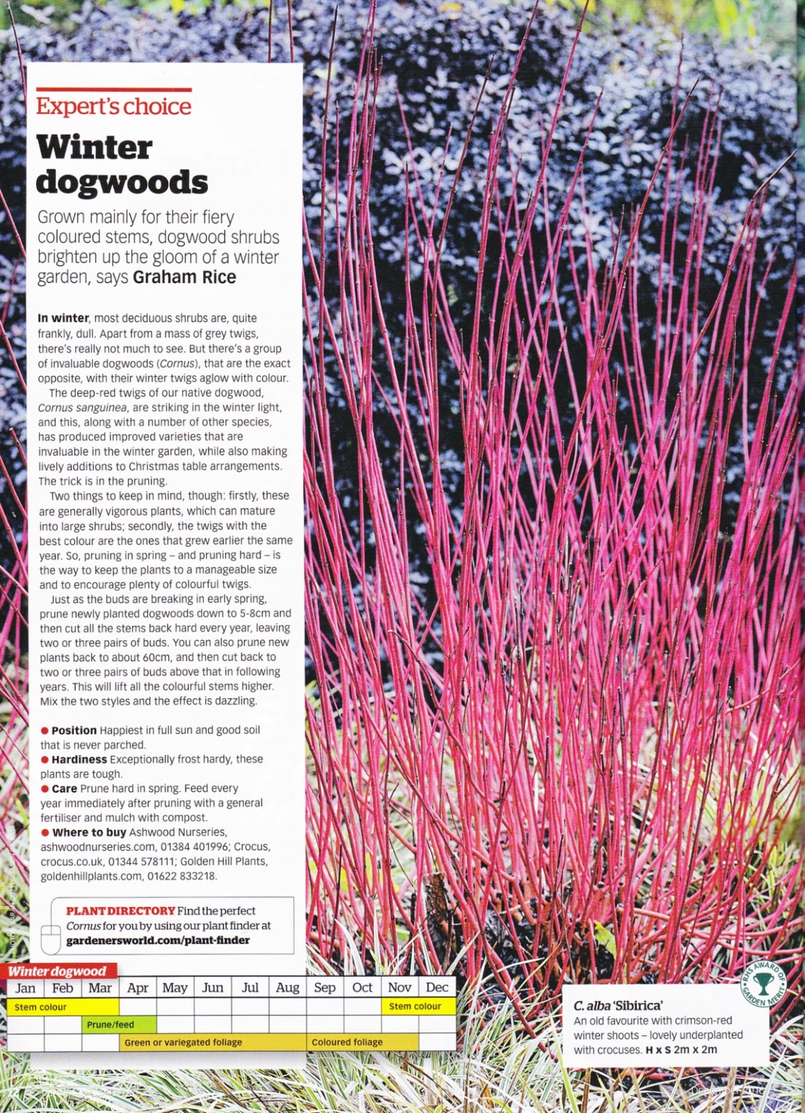英国ガーデニング事情 イギリスの雑誌やtv番組から 冬の庭を彩る鮮やかな枝色のサンゴミズキ