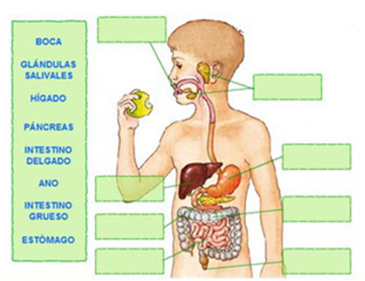 Faringe salivares e boca glandulas
