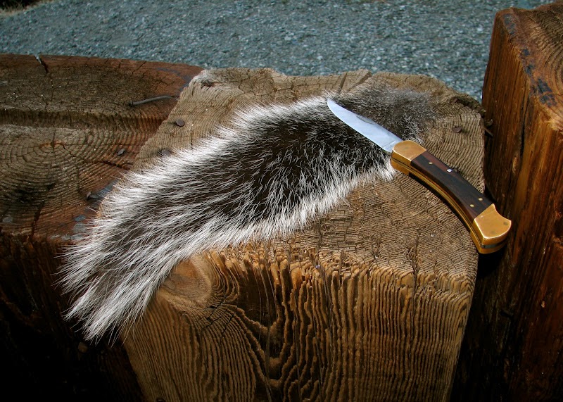 How To Drying Out A Squirrel Tail, the Quick and Dirty Way