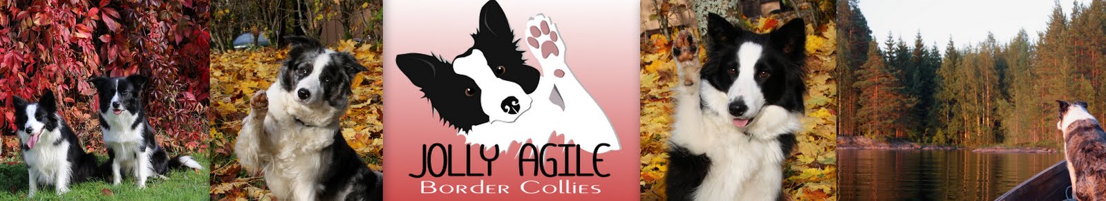 Jolly Agile  Border Collies