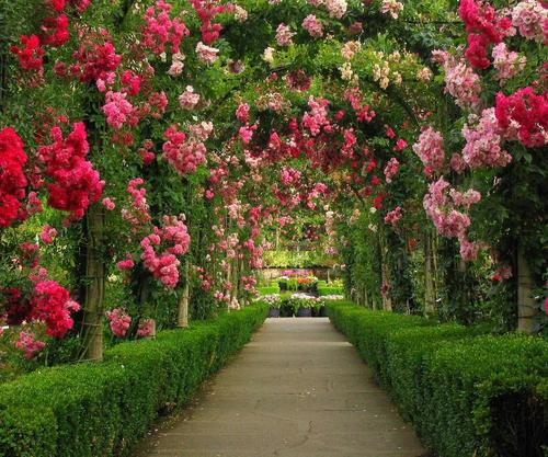 Romantic Flowers: Rose Garden
