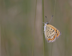 Bruin Vuurvlindertje