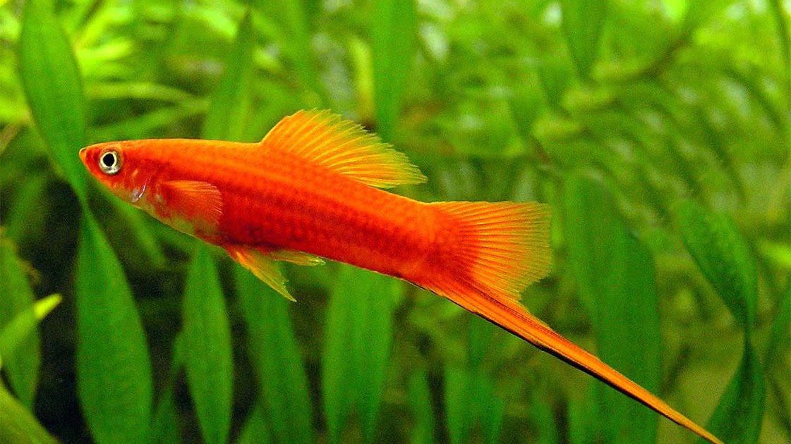 How to Take Care of Swordtail Fish in the Aquarium fishhobbyist
