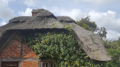 How to grow English Ivy - Hedera helix English ivy - Hedera helix growing into the thatched roof of an old cottage