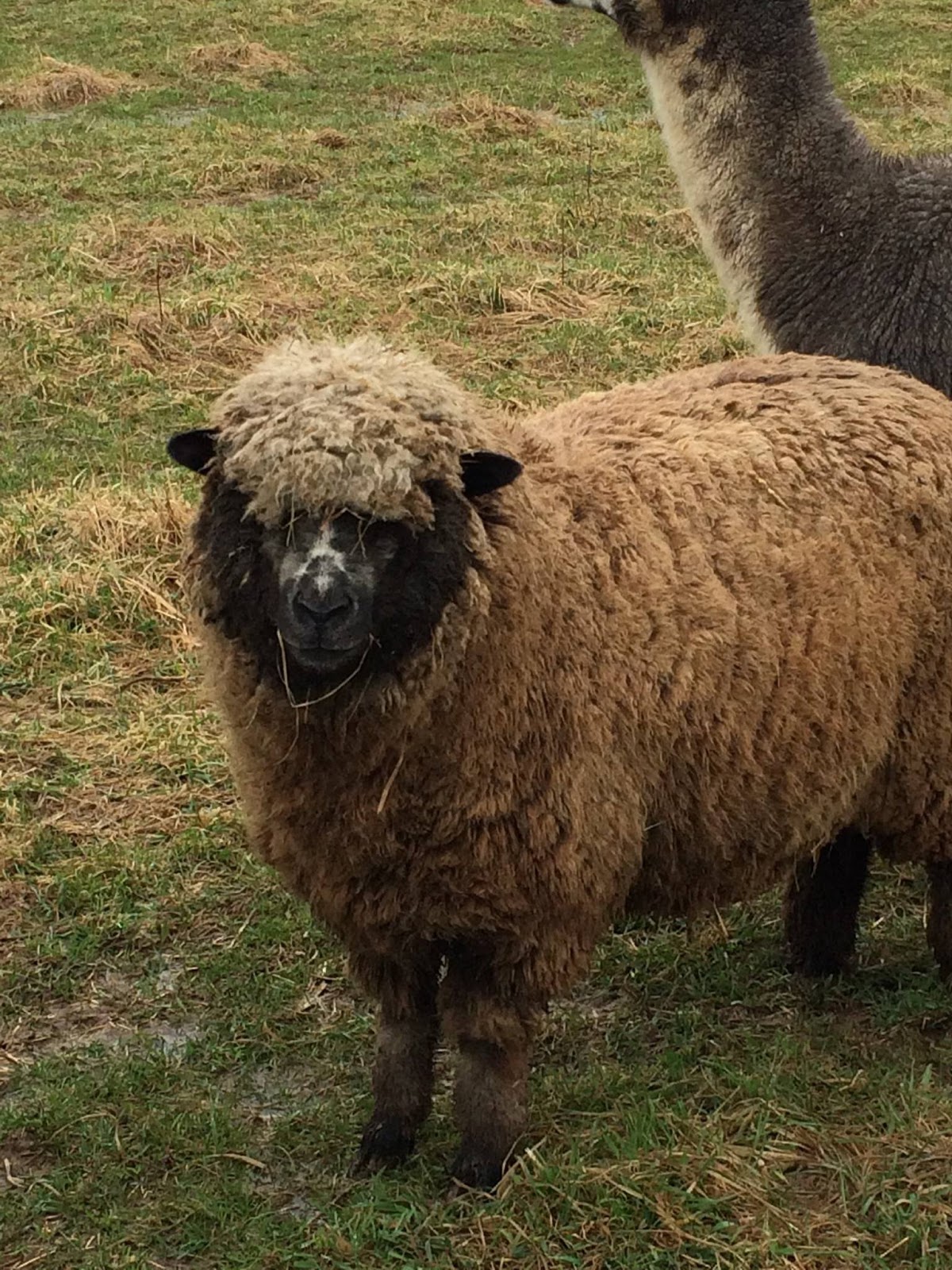 Our Alpacas and Sheep