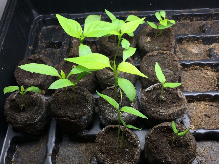 Pepper seedlings // How to Grow Peppers // www.thejoyblog.net