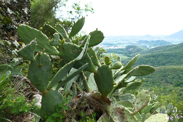 monte ceva fichi d'india