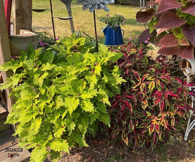Photo of two chamber pots of coleus in August