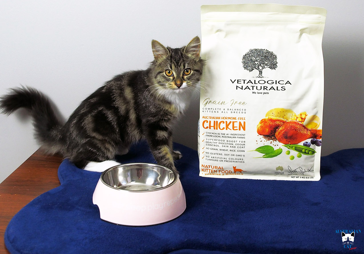 Surefeed Microchip Pet Feeder Connect Review Australian Cat Lover
