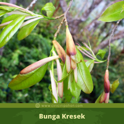 Bunga Kresek