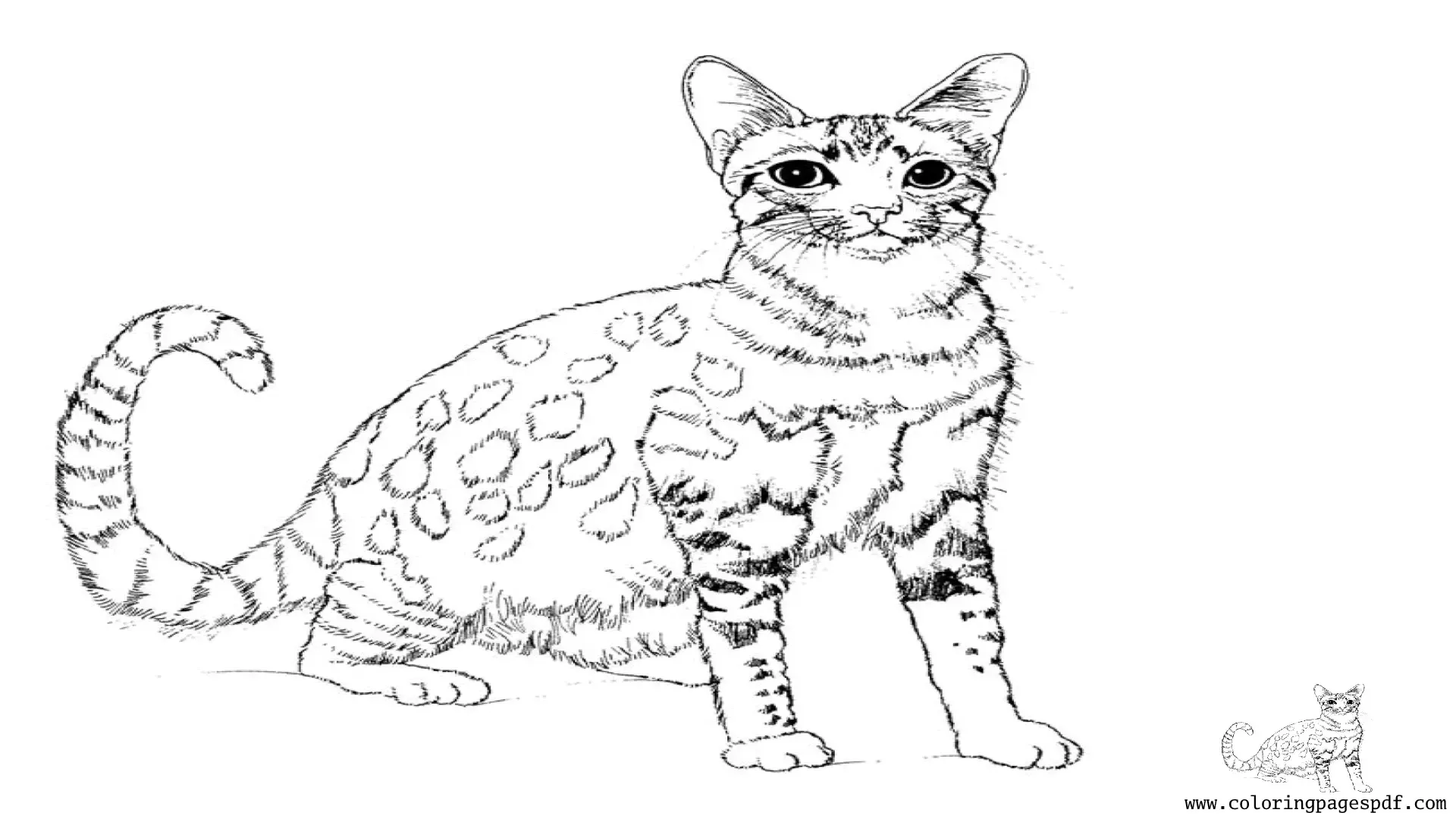 Coloring Page Of An Abyssinian Cat