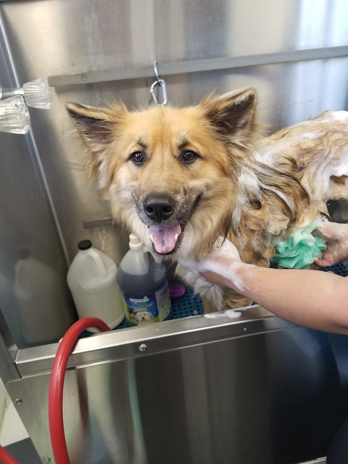 AZ Pet Stylist, Inc. Baths