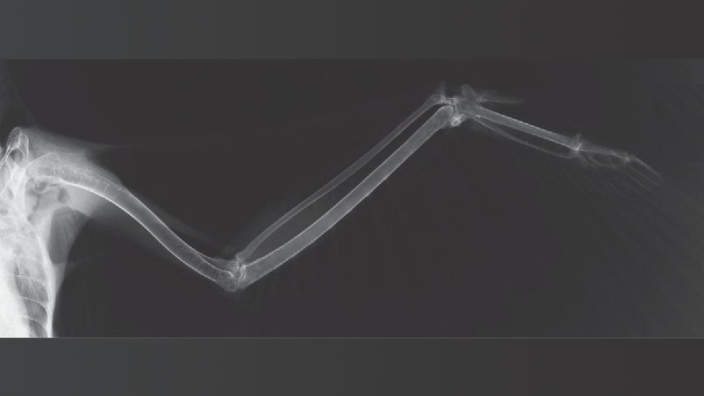 Rigging Asylum Bird Anatomy Skeletal