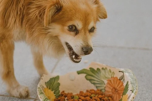 Food That Dogs Can Eat