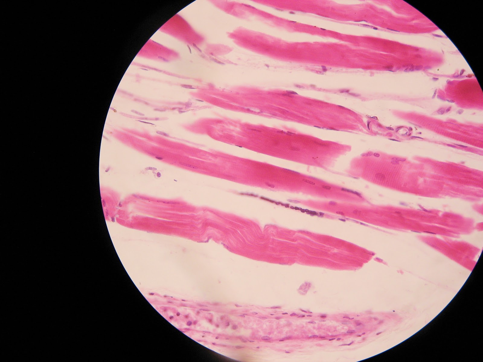 Zoology