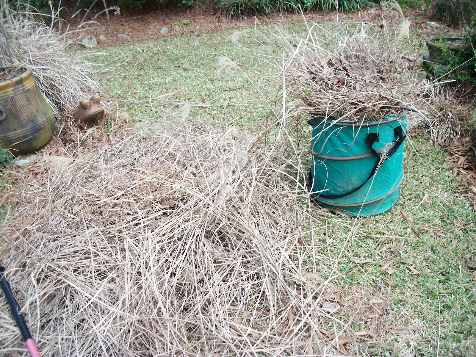 Scott County Master Gardener's CUTTING BACK ORNAMENTAL GRASSES