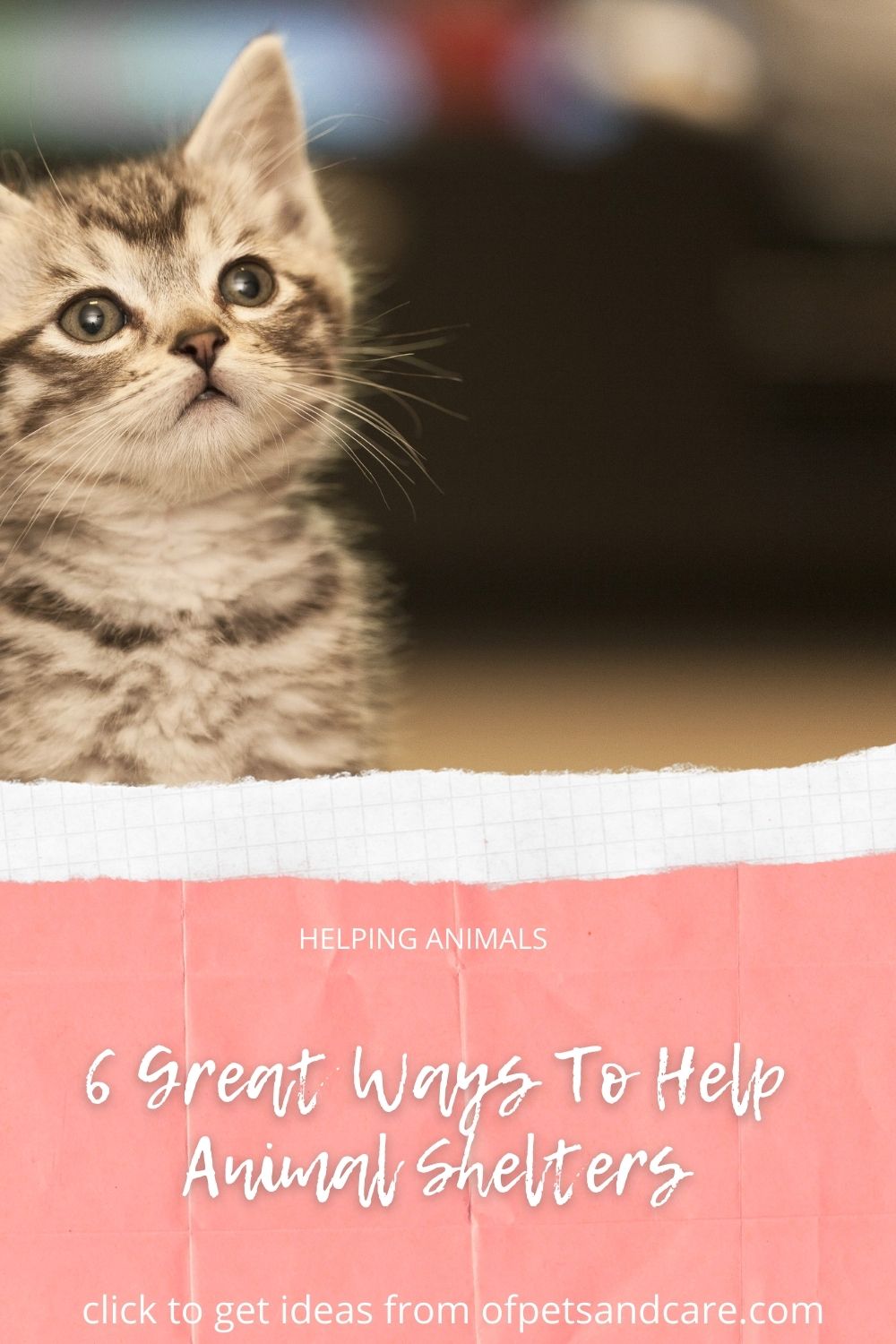 6 Great Ways To Help Animal Shelters