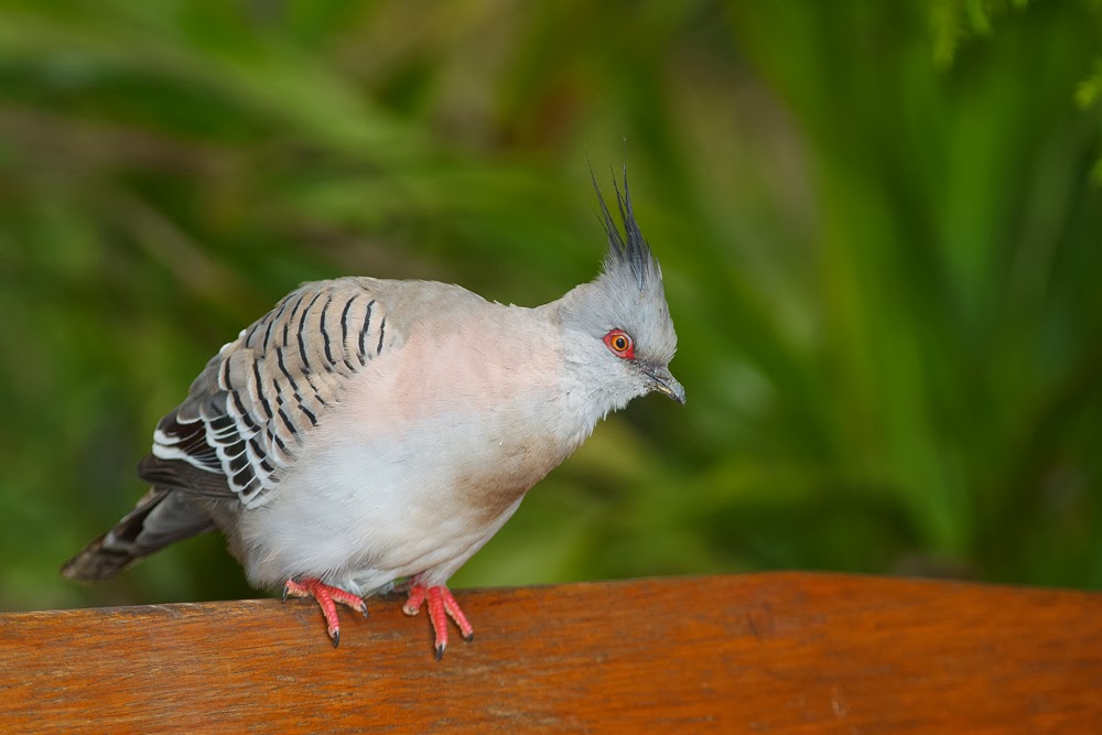 Bluebottle Adelaide Birds