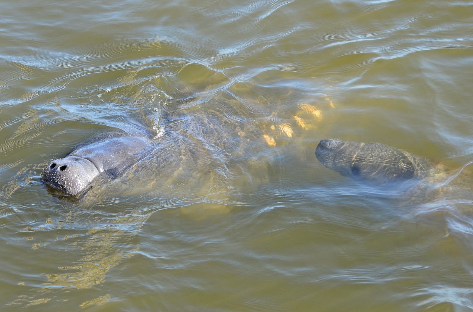 Dina's City Wildlife Adventures Safety Harbor fishing pier Skywatch