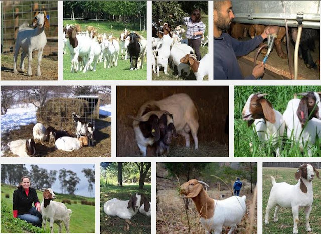  Rearing Boer Goat