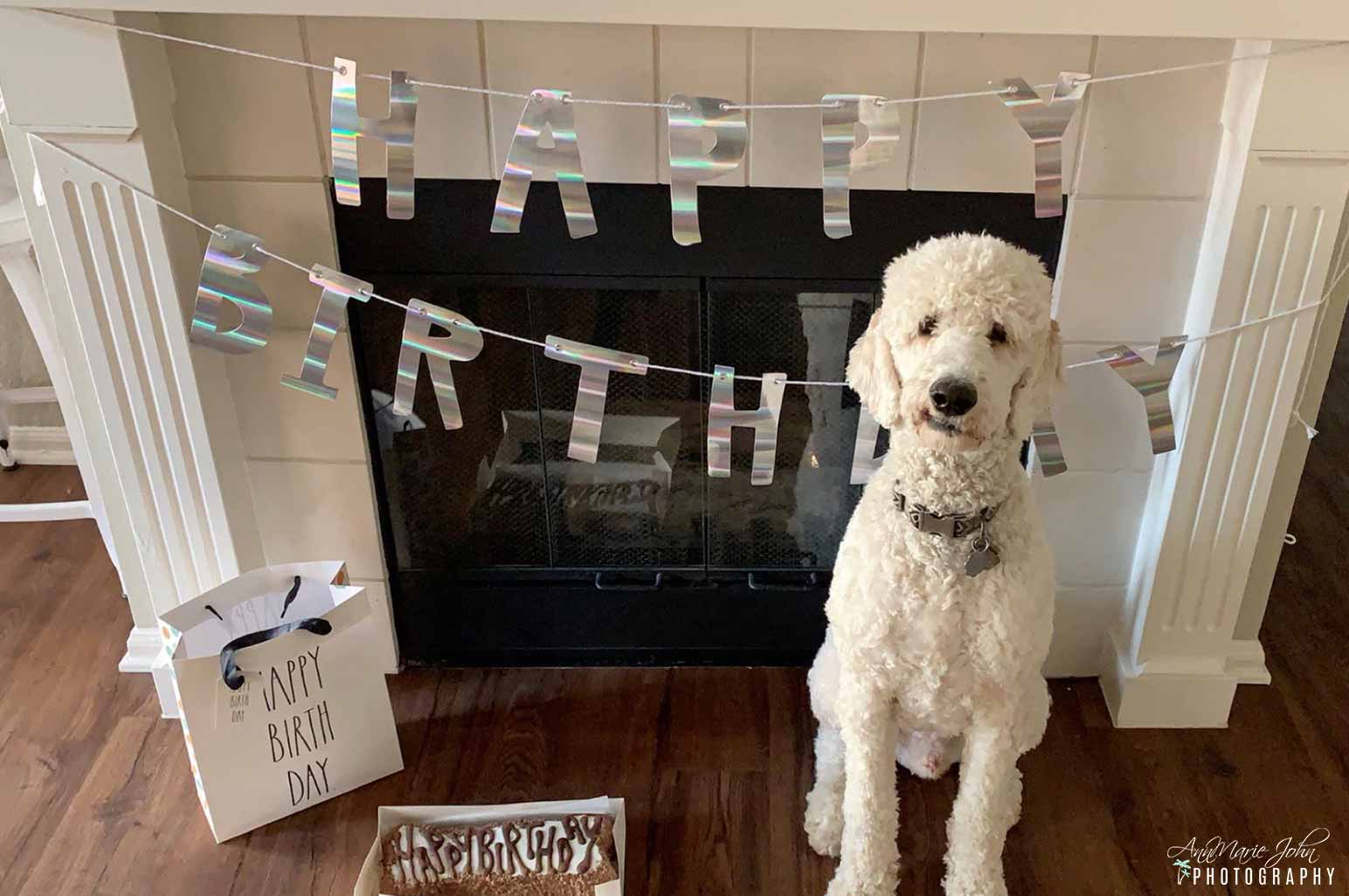 Reasons To Throw Your Dog A Birthday Party