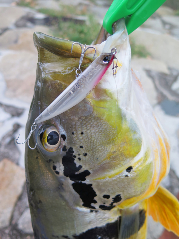 Tackle Source BAIT FINESSE PEACOCK BASS!