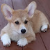 20 Gorgeous Corgi Mixes You Just Have To See