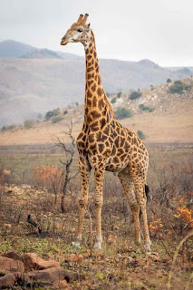La Jirafa el animal más alto de la tierra