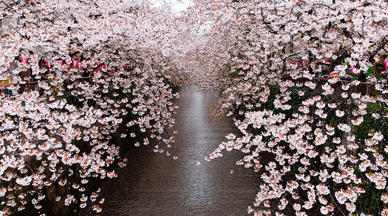 La más hermosas fotos de flores de cerezo japoneses - 2014 - POP-PICTURE