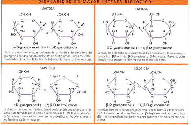 Intolerancia lactosa fructosa y sorbitol dieta