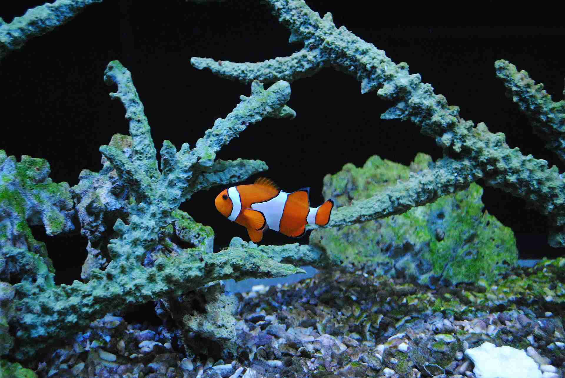 The Detailed Clownfish Care Guide Meet The Real Nemo Fish