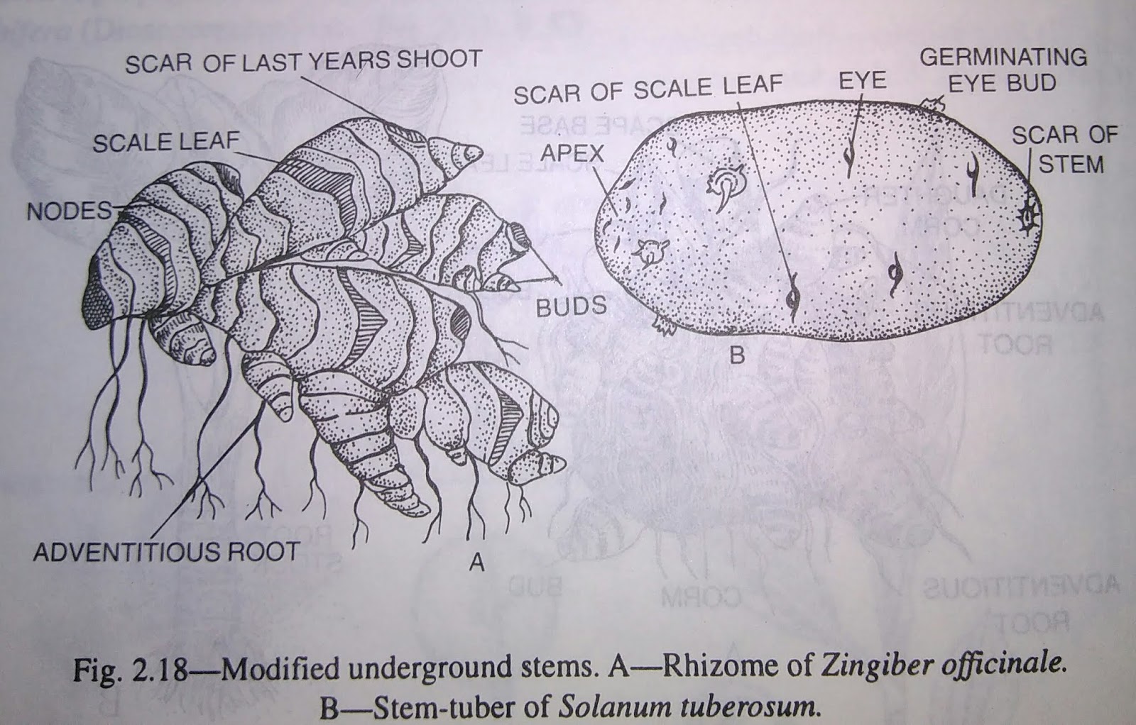 Stem modification of stem, functions, types of modified underground