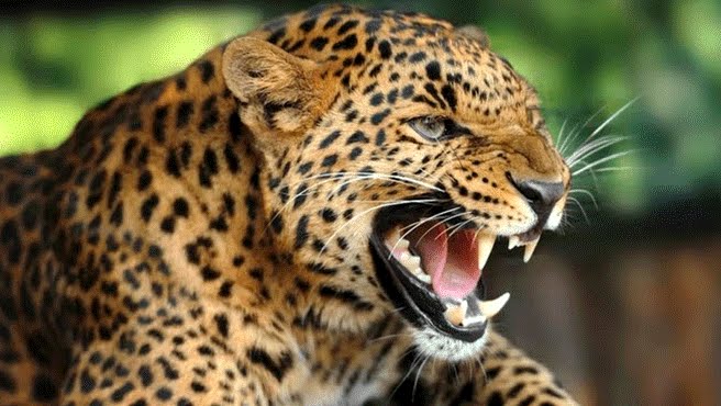 Terrore in India: Monaco buddista sbranato da leopardo mentre pregava.