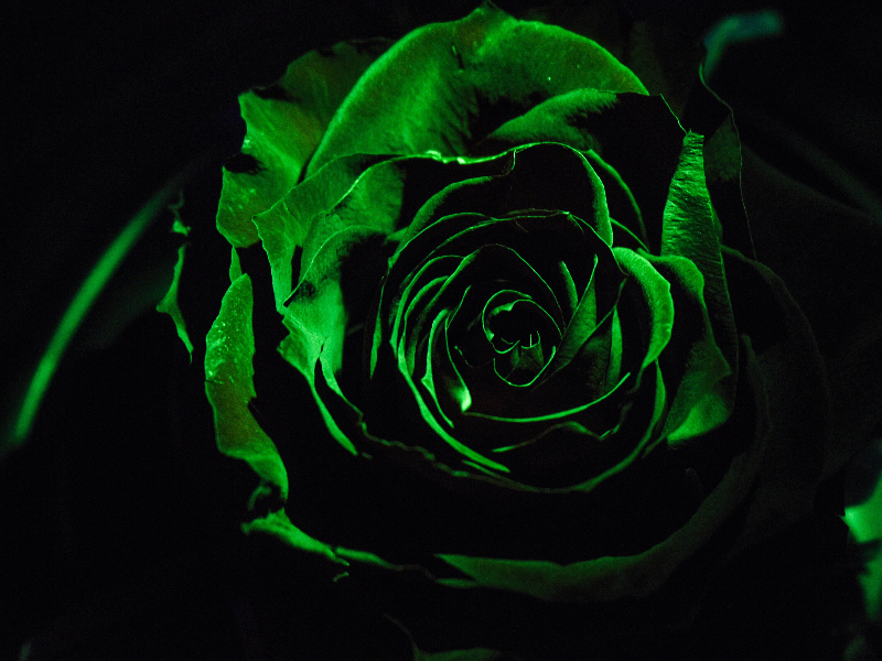 Ways to make money Green roses