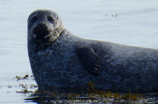 Focas en los Fiordos del Oeste, Islandia. Seals in the West Fjords, Iceland.