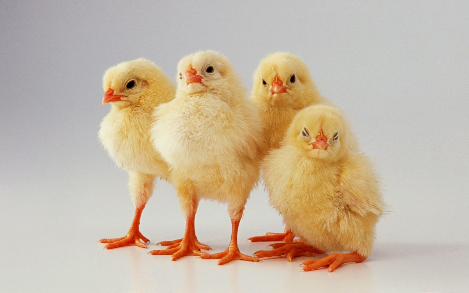 Chickens HD(high definition) Wallpapers - 1 ~ Amazing World Gallery