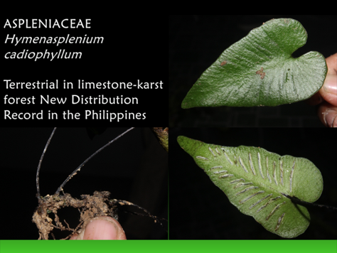 Pteridophytes: World of Ferns and Lycophytes | New Species Discovered in the Philippines