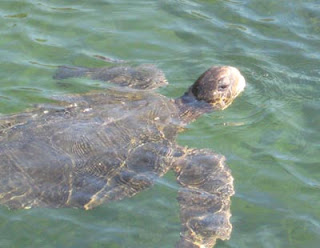 Sea turtle at Punta Moreno, Isabela Island, Galapagos