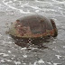 (ΕΛΛΑΔΑ)Ναυτική νάρκη 400 κιλών βρέθηκε στο λιμάνι της Πάτρας
