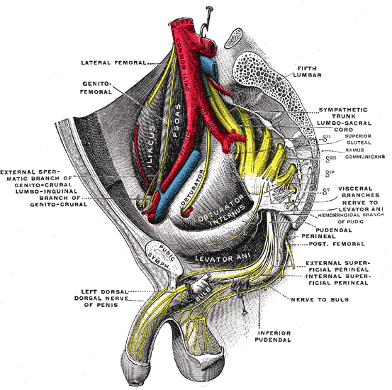 Nerves Of Penis 114
