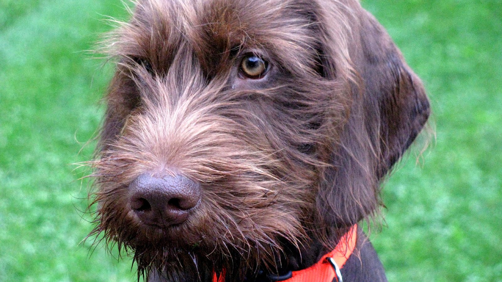 Poodle German Poodle German Choices