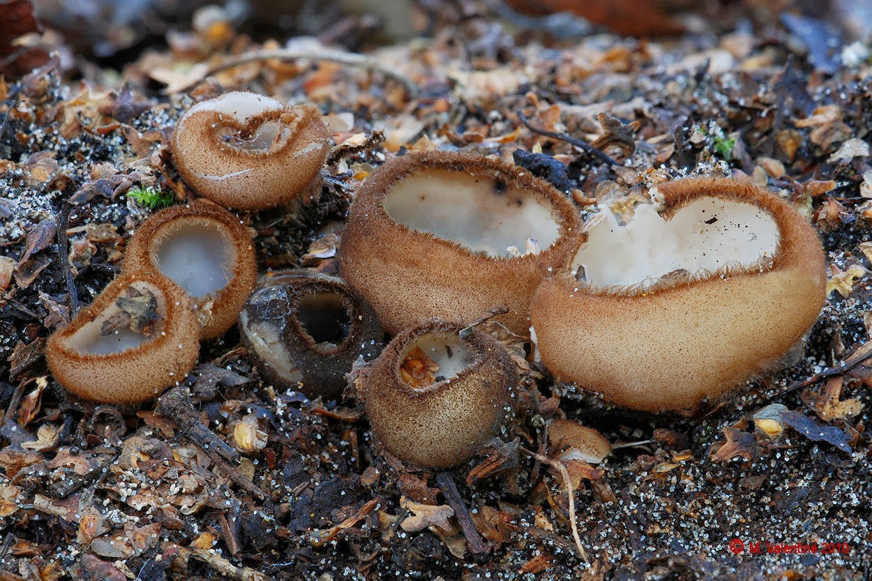 setas-y-hongos-humaria-hemisphaerica