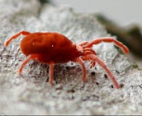  Tanaman cabai yang sehat subur dan bebas dari hama dan penyakit dapat menghasilkan  Pengendalian hama tanaman cabai