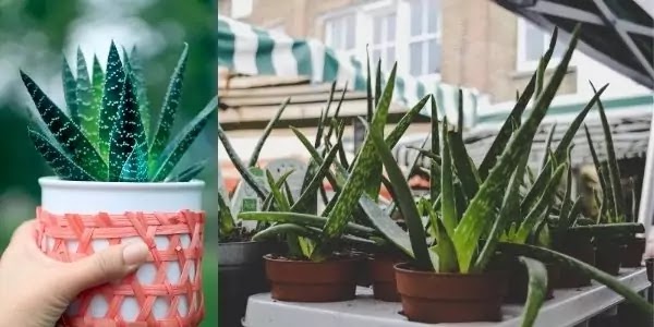 IBS & Artificial Sweeteners | Improve Symptoms of IBS With Aloe Vera