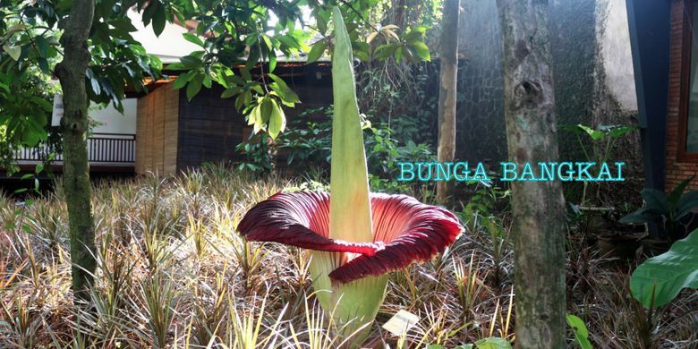 Jenis atau Ciri Flora Asiatis dan Australis di Indonesia Jenis atau Ciri Flora Asiatis dan Australis di Indonesia